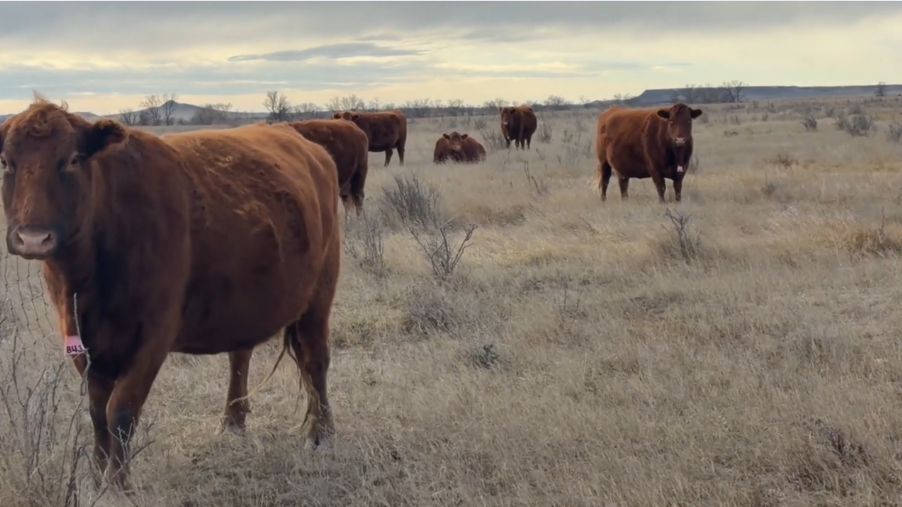 24 home raised, gentle, start calving March 30. 30 year program.-BC1217A5